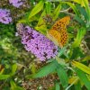 Papillon. Grand tabac d'Espagne. arbre à papillon Buddleia. La Jonchère. Aline Mériau